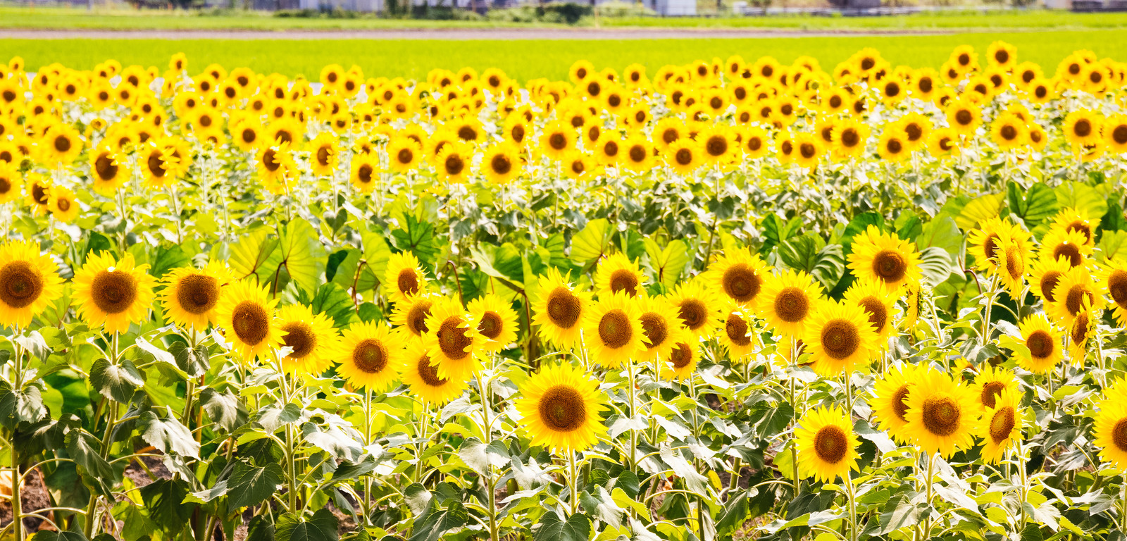 ひまわりって太陽の方を自分で向くんだ